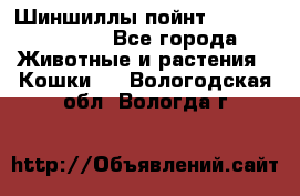 Шиншиллы пойнт ns1133,ny1133. - Все города Животные и растения » Кошки   . Вологодская обл.,Вологда г.